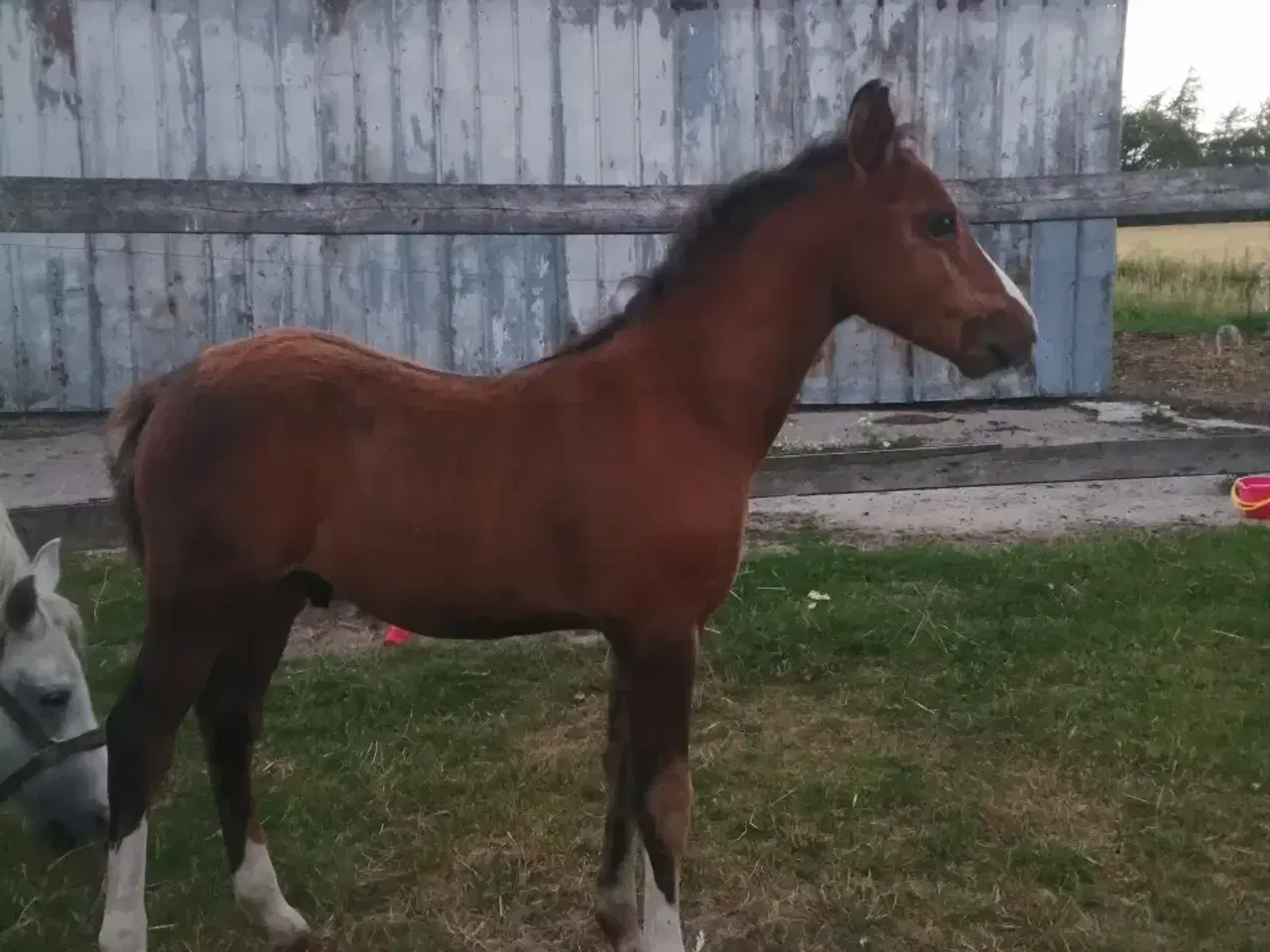 Billede 13 - Fantastisk welsh pony