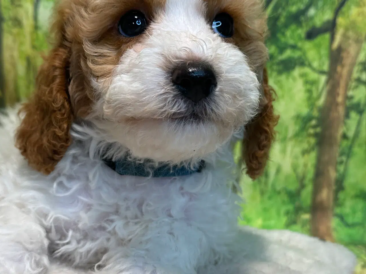 Billede 5 - Cavapoo  