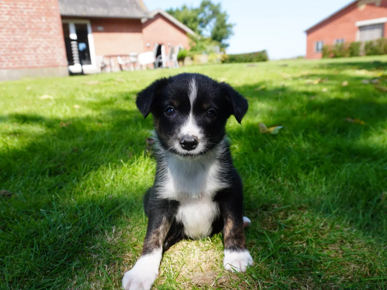 Billede 8 - Border Collie hvalpe