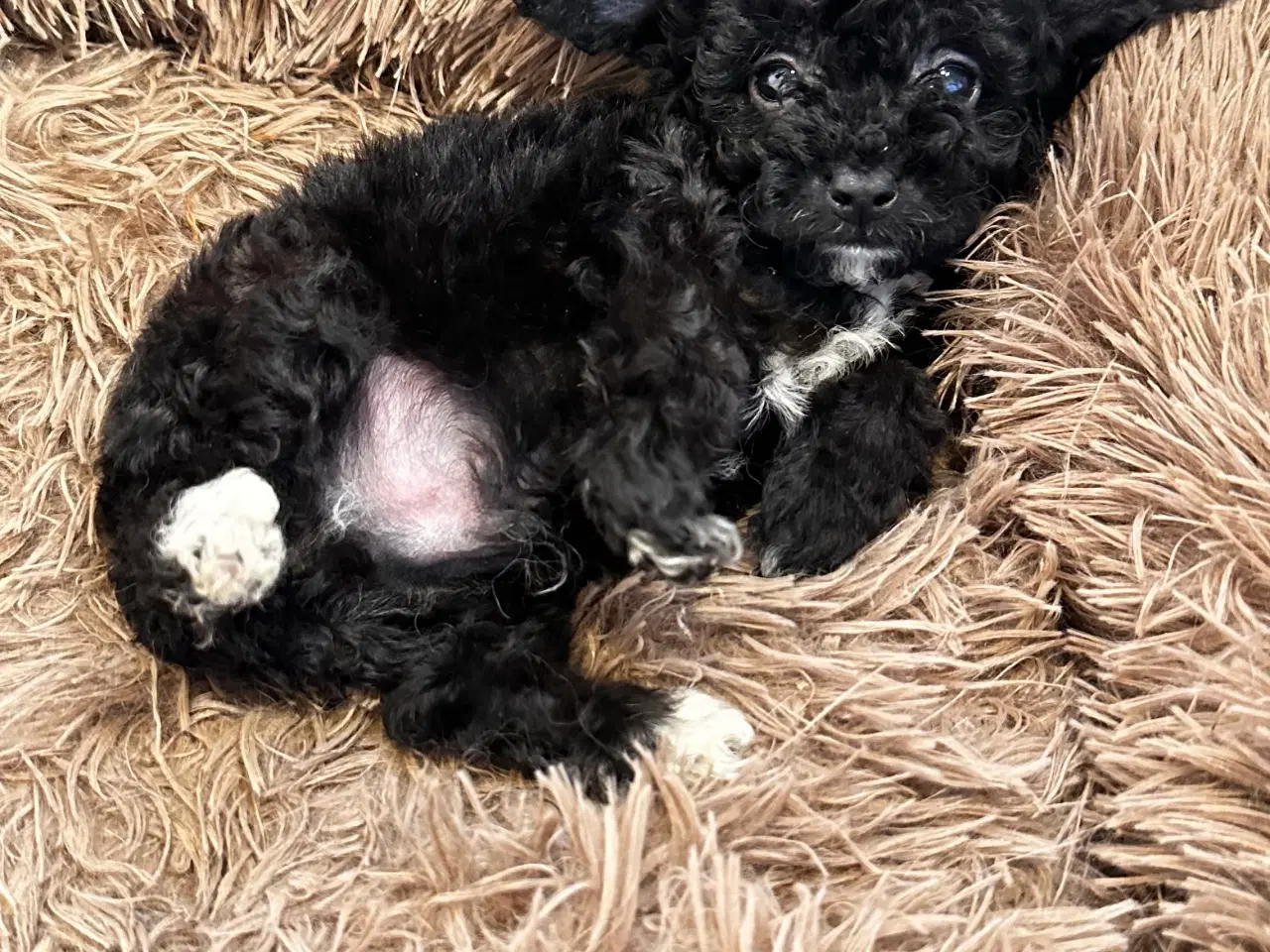 Billede 8 - Cavapoo F2B 