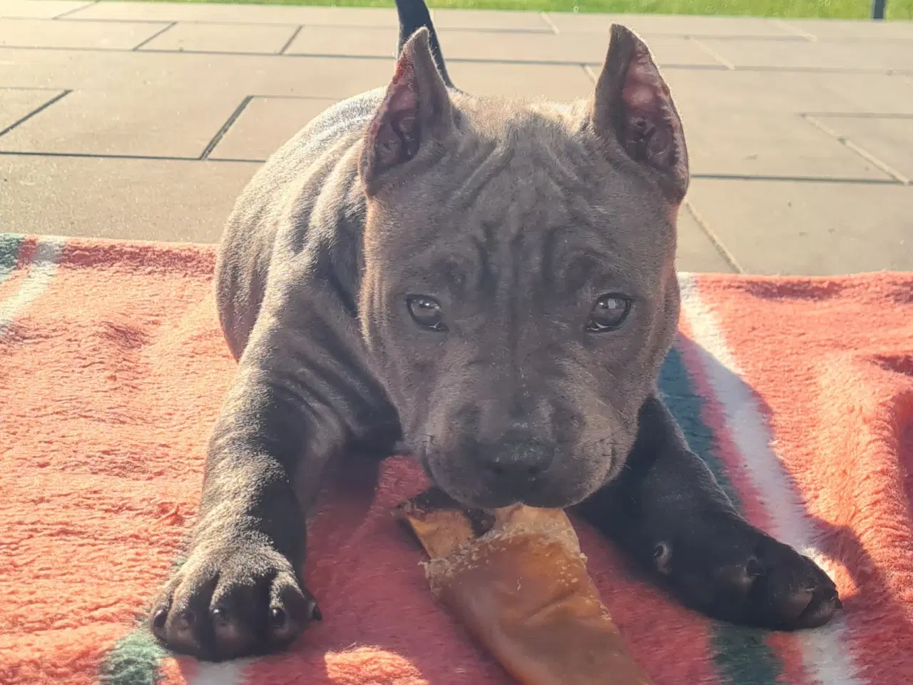 Billede 4 - American Bully Blu Pige 