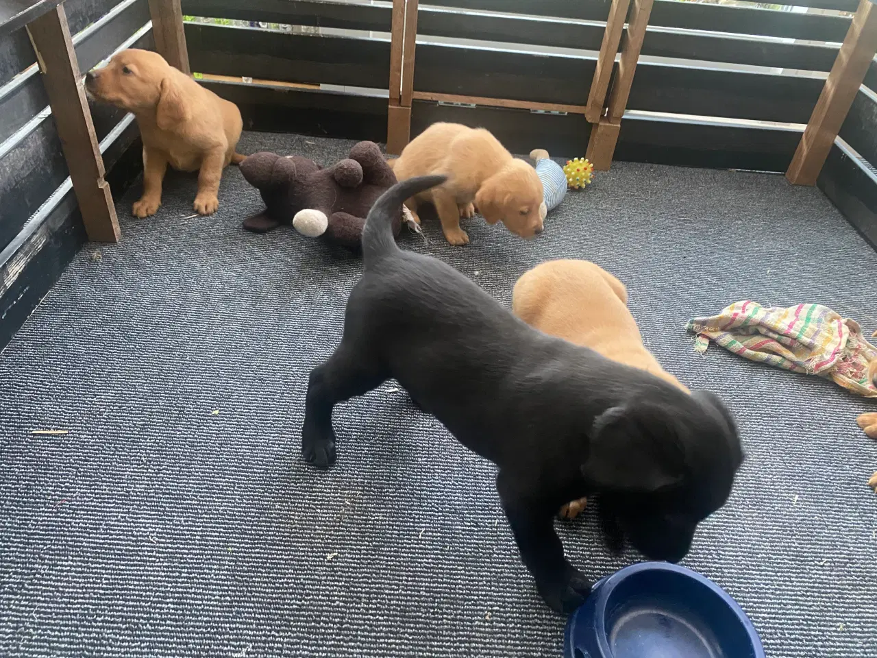 Billede 1 - Hundehvalpe sælges