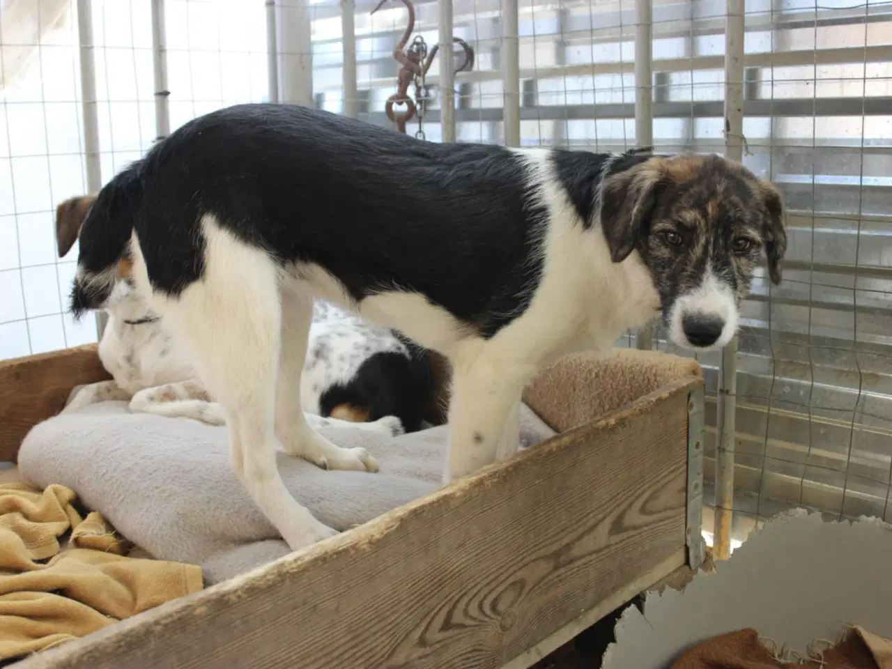 Billede 6 - Skønneste Berenike søger sit eget hjem <3