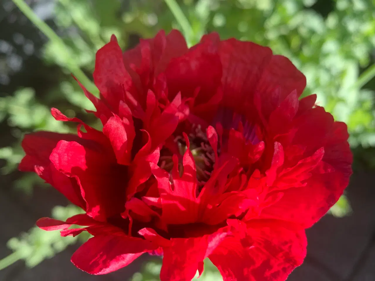 Billede 1 - Sommerblomst frø: Papaver / valmue Shirley