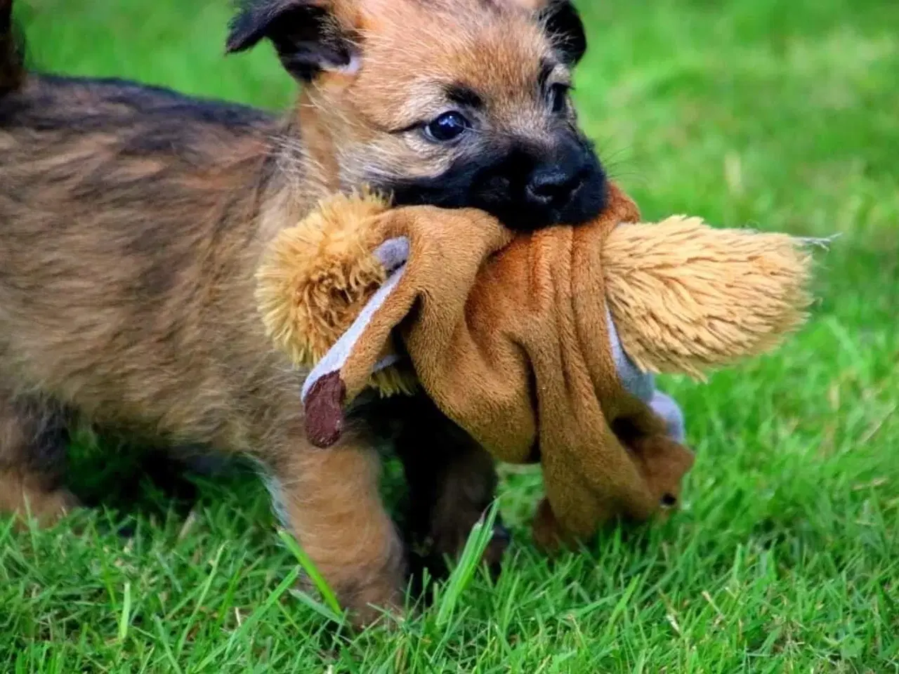 Billede 5 - Cairn terrier hvalpe, ægte uden stambog