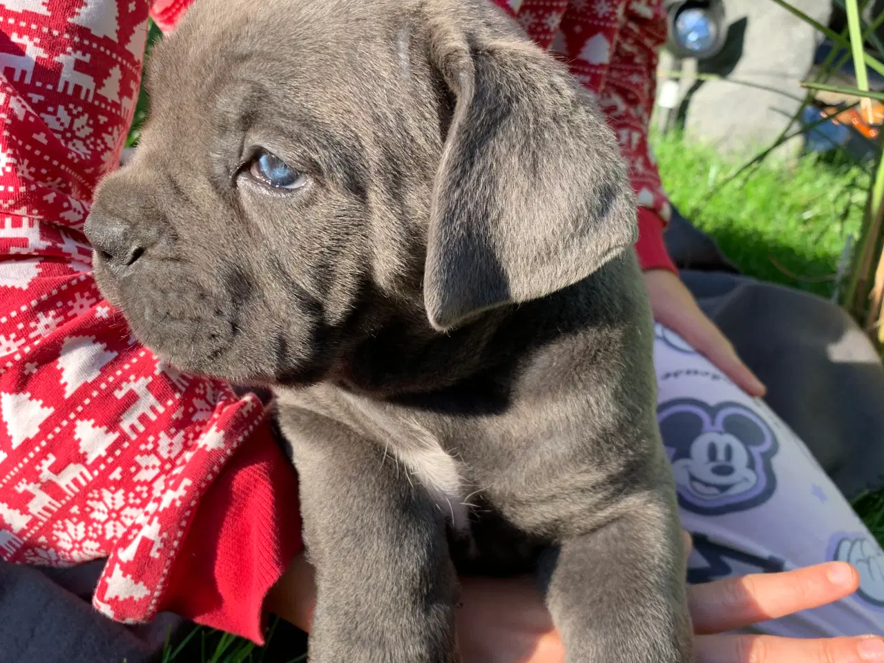 Billede 10 - Cane Corso Italiano hvalpe