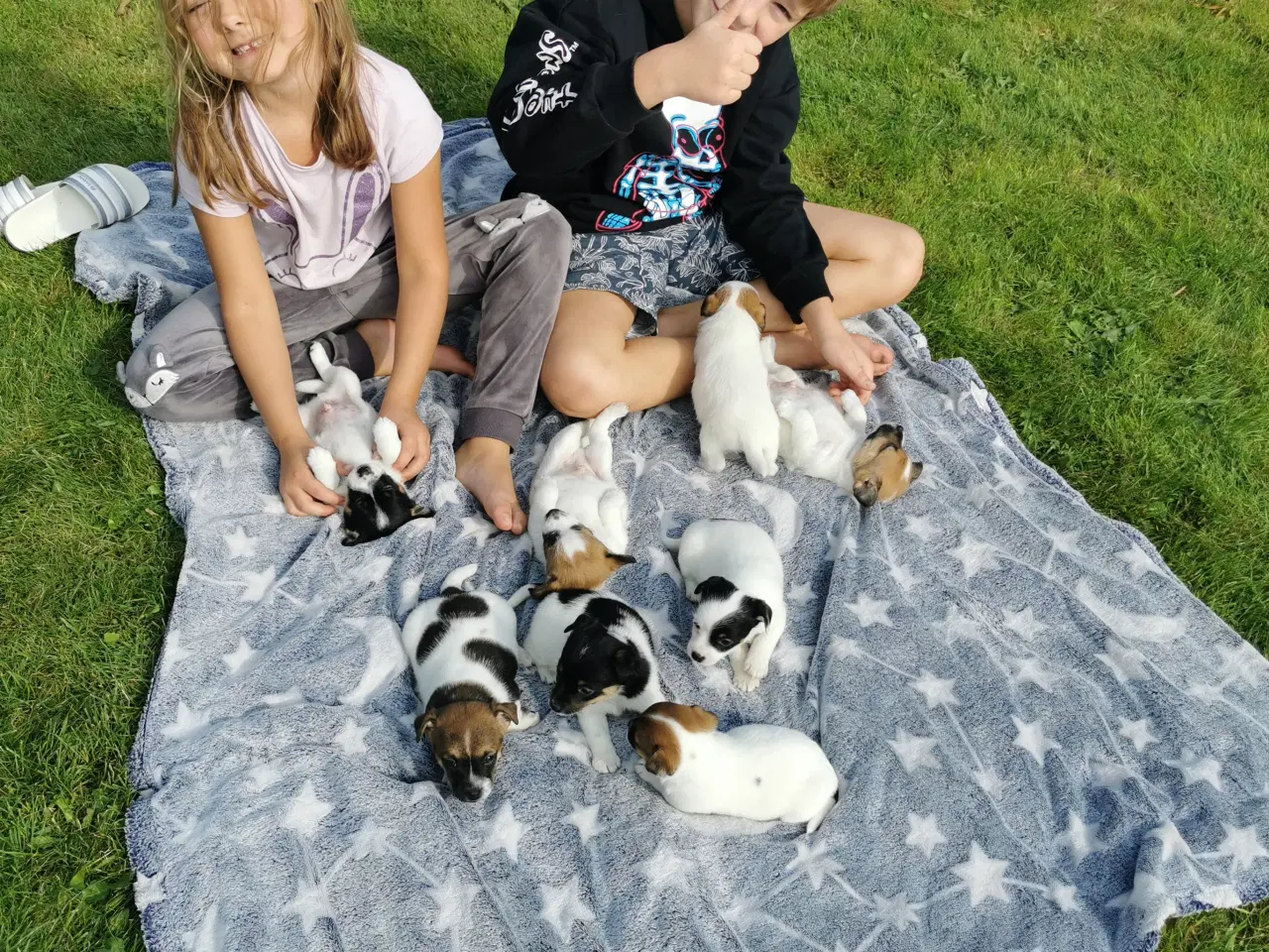 Billede 12 - Hunde hvalpe