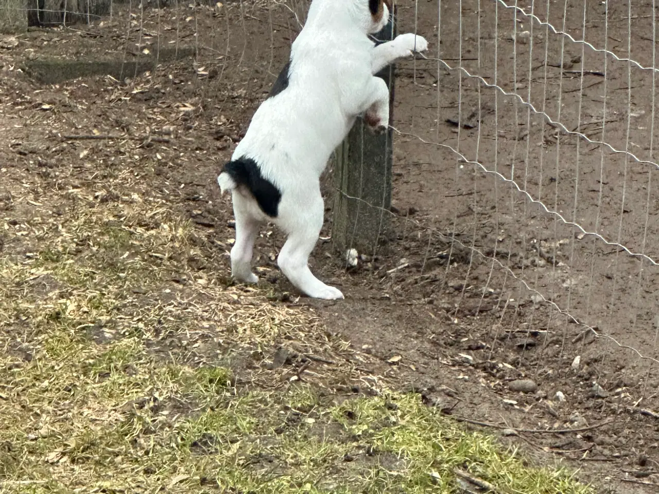 Billede 3 - Foxterrier/dansk-svensk blandingshvalp