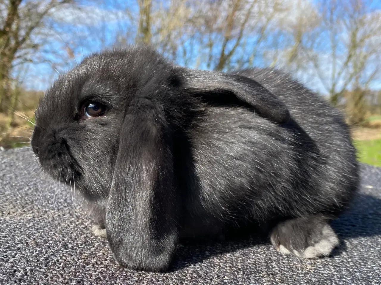 Billede 1 - FRANSK VÆDDER HUN SORT