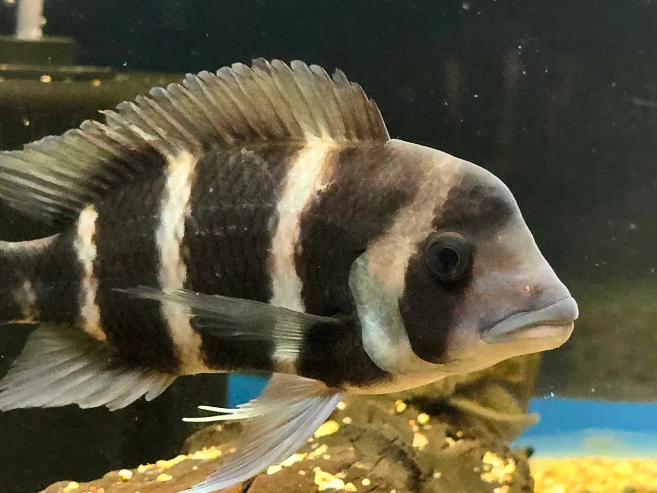 Billede 2 - Akvariefisk