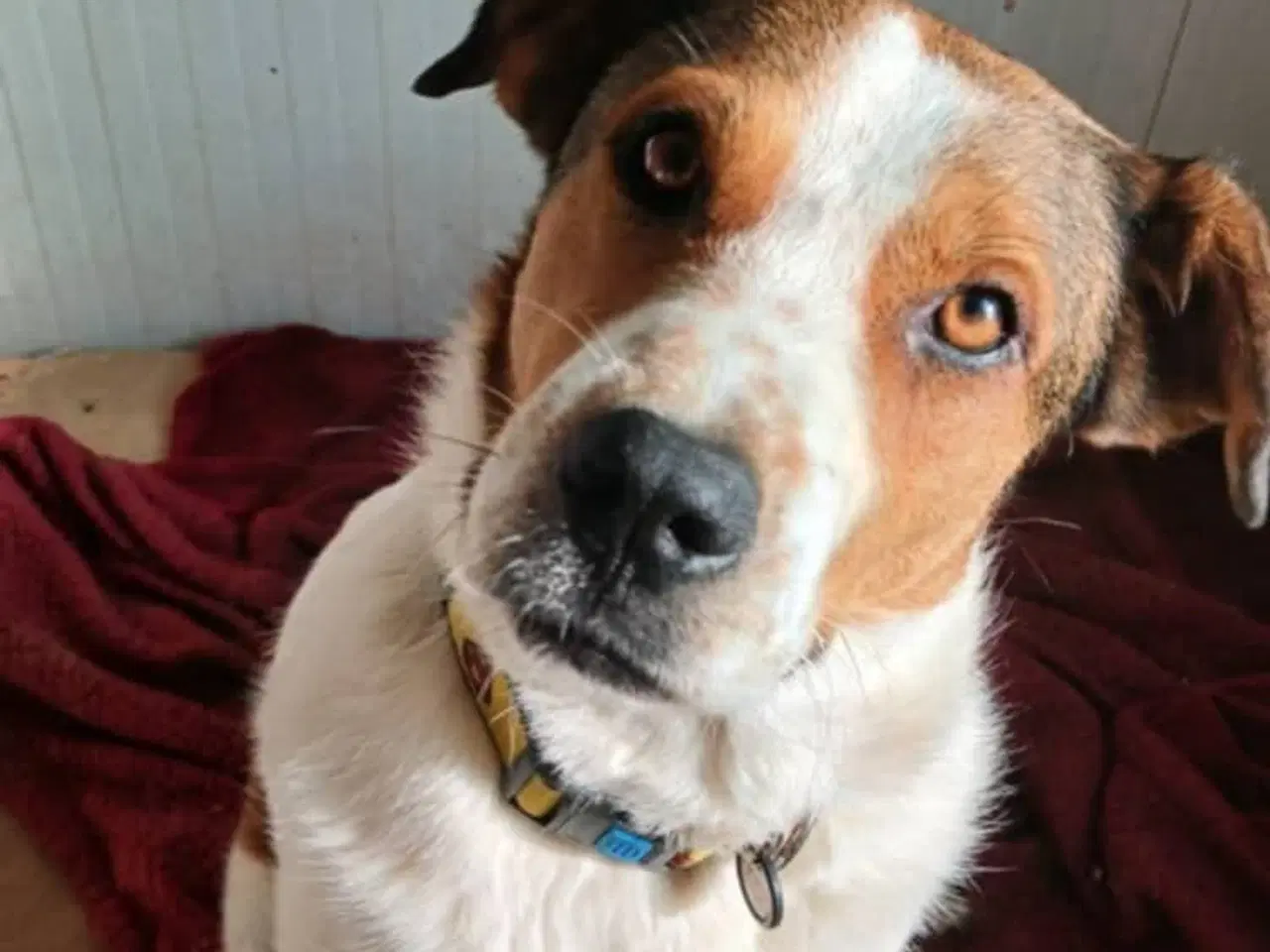 Billede 4 - Søde Carlotta søger sit eget menneske