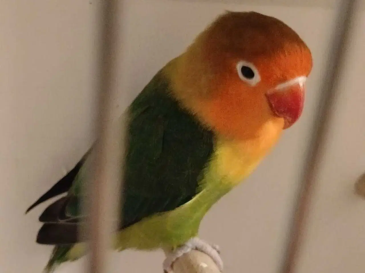 Billede 1 - Dværgpapegøje 