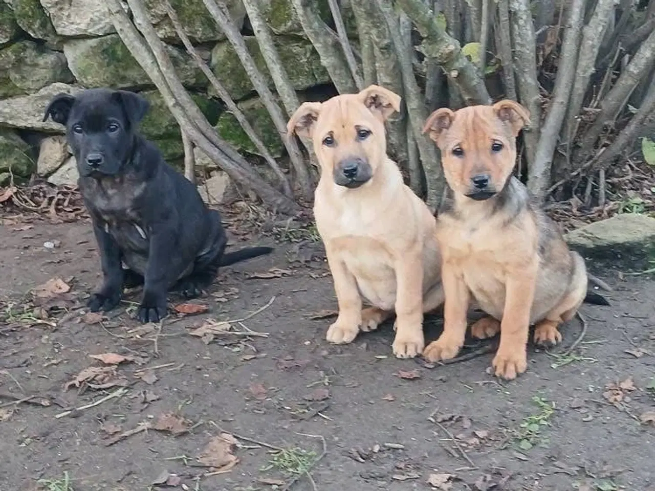 Billede 6 - Lille Dina leder efter sit 4-ever hjem 🏡 💝