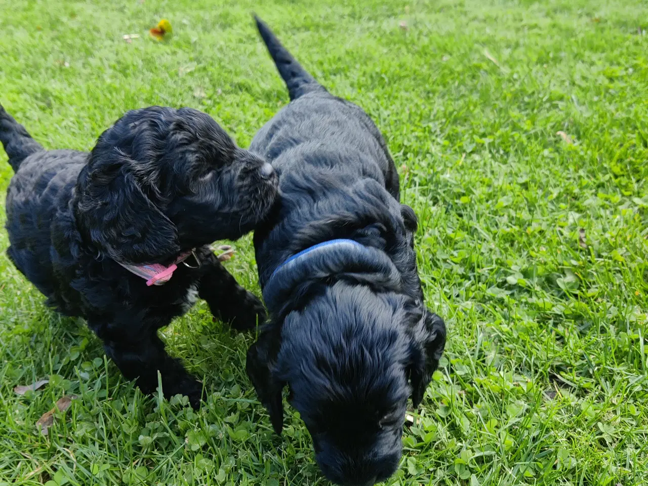 Billede 7 - Cockapoo hvalpe F1
