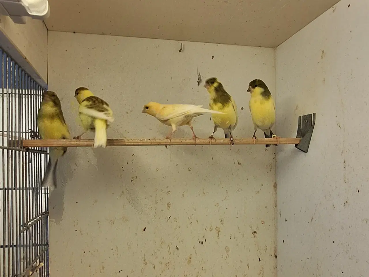 Billede 1 - Brogede kanariefugle