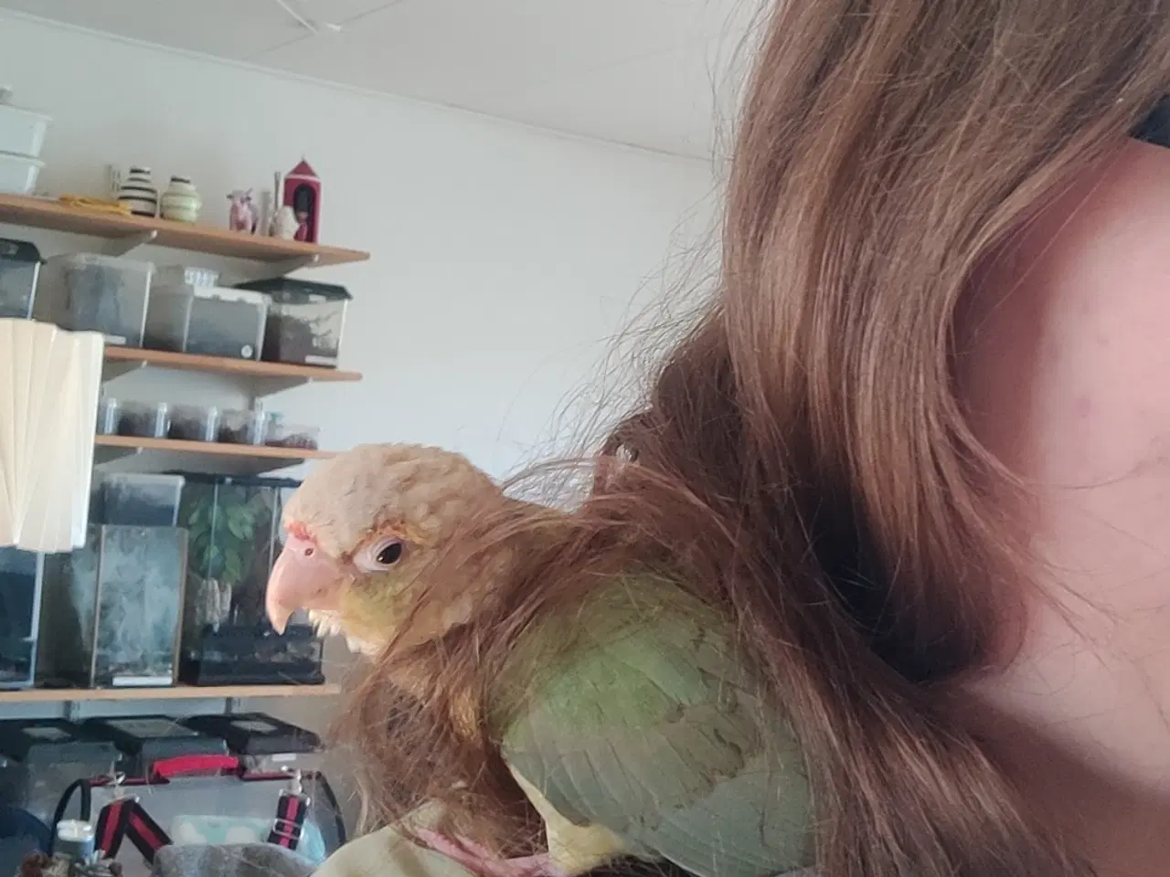 Billede 3 - Skøn lille conure han sælges 