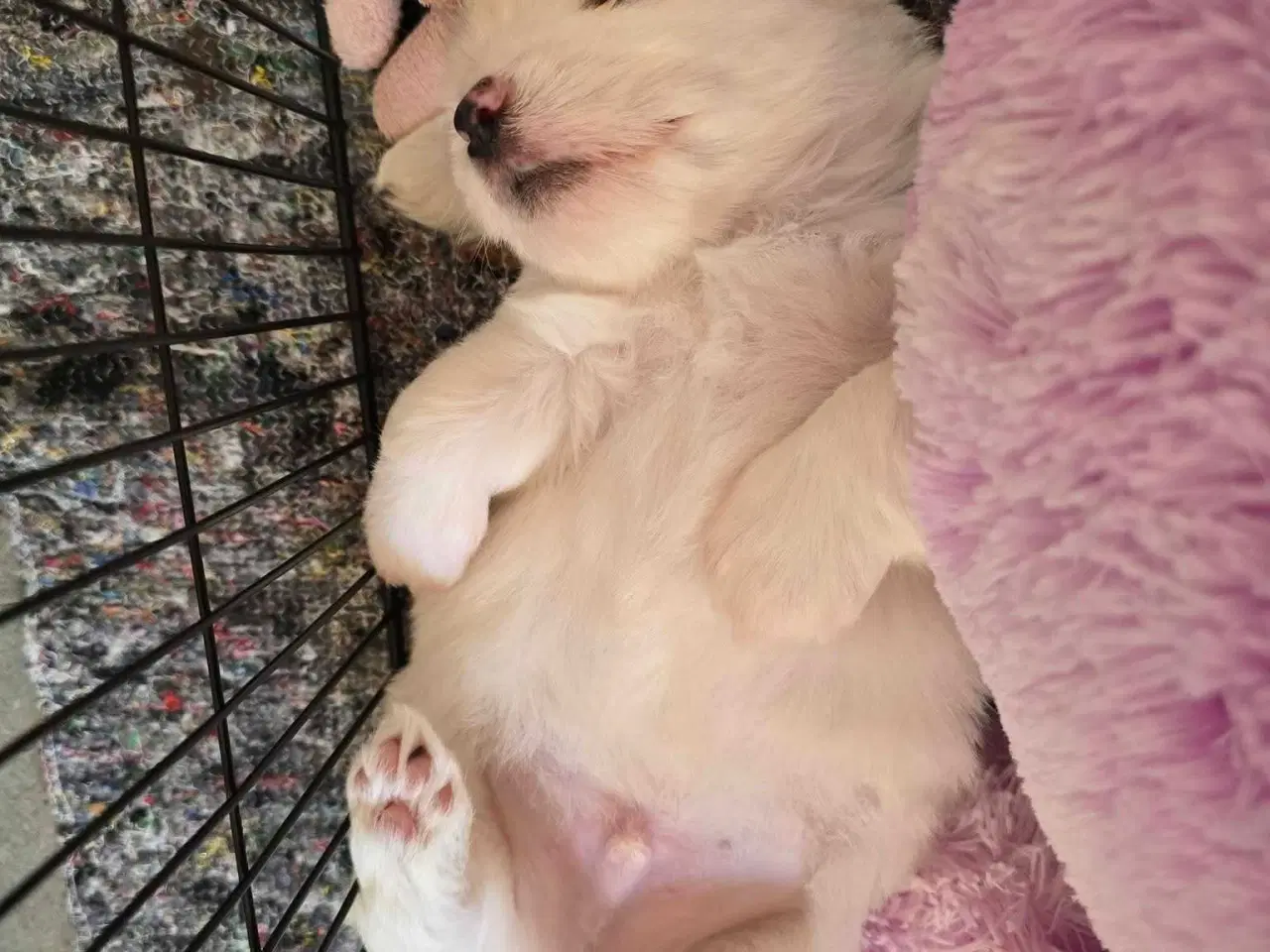 Billede 2 - Hvalpe sælges - Coton de Tulear