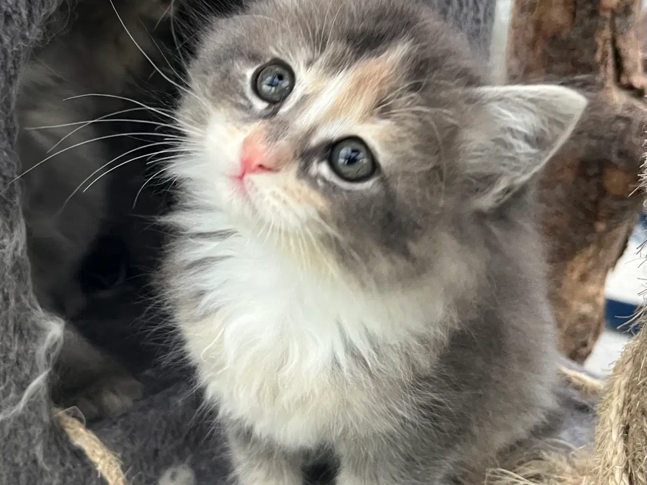 Billede 10 - Vamsede blandingskillinger 