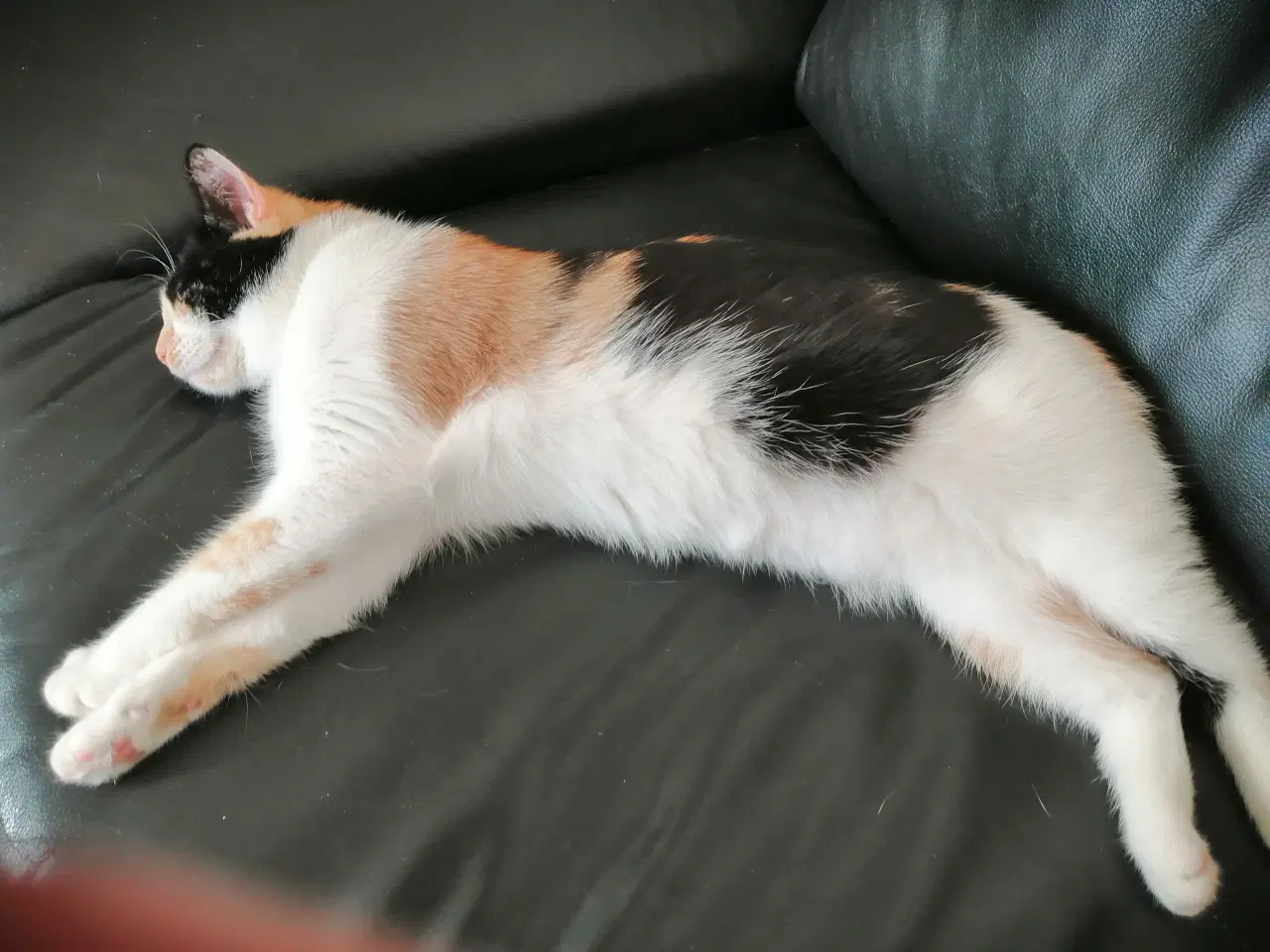 Billede 3 - Maincoon blandings kat Tricolor 