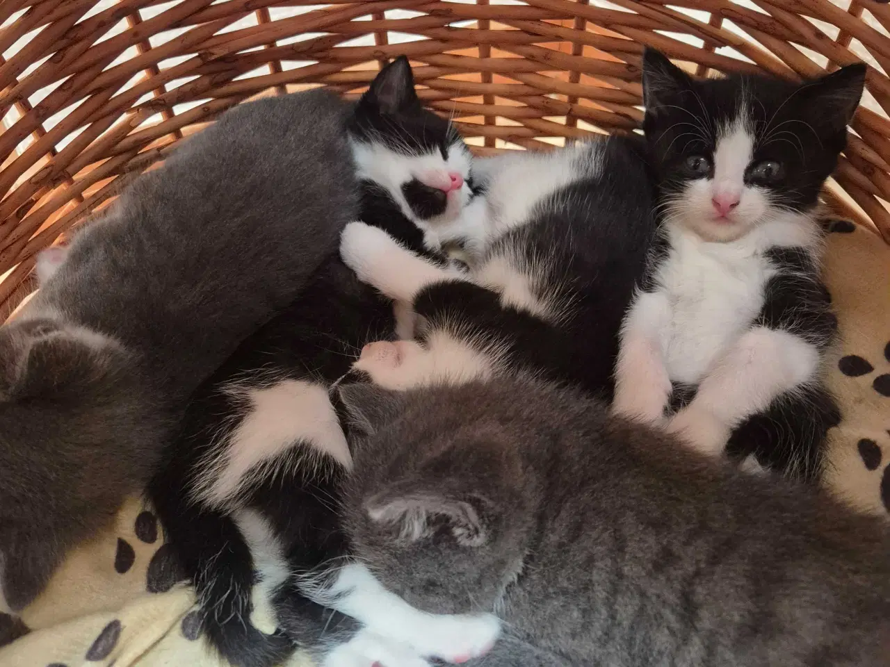 Billede 8 - Kattekilling, hun, 12 uge, sort/hvid