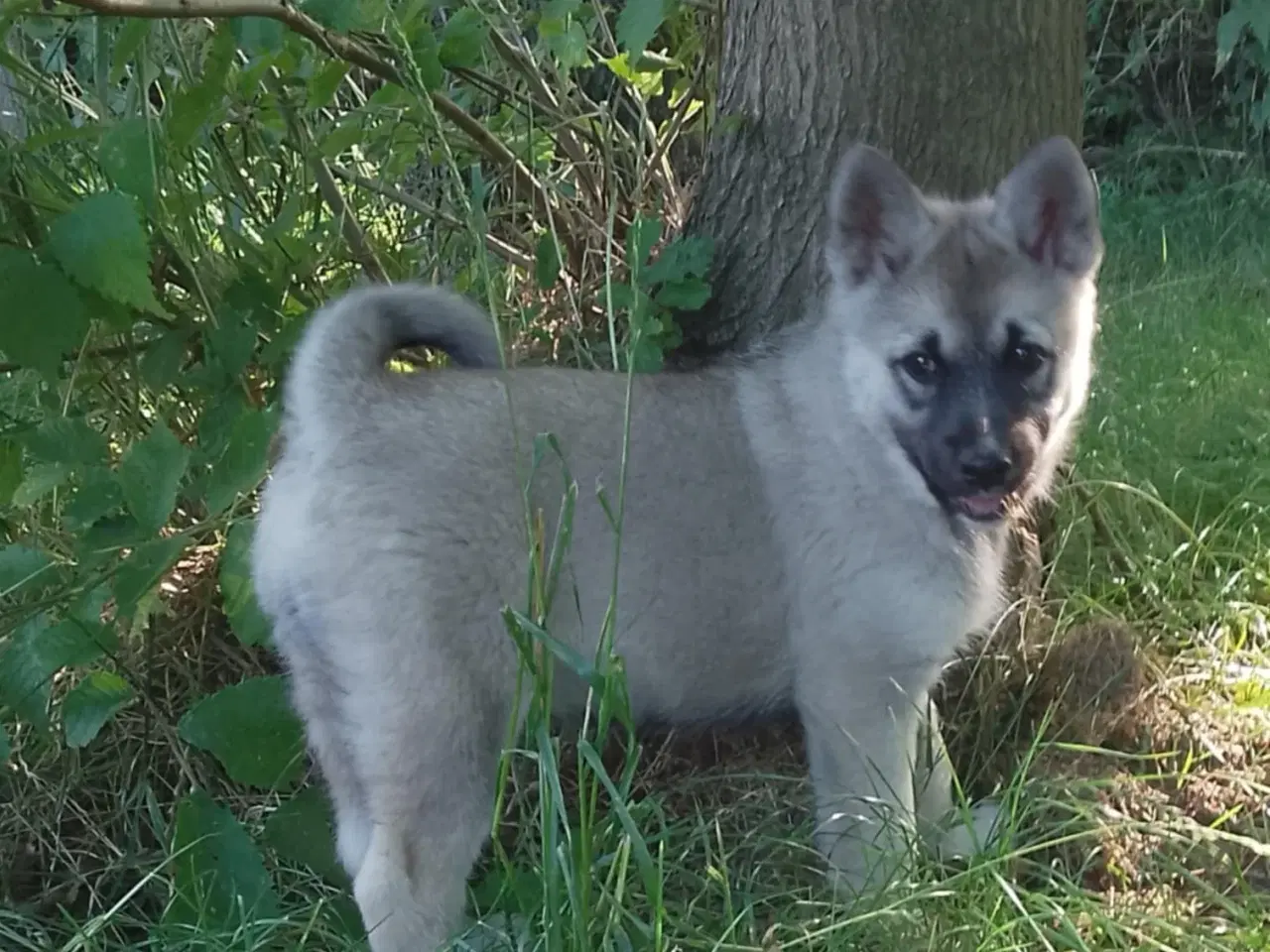 Billede 2 - Husky blandinger 