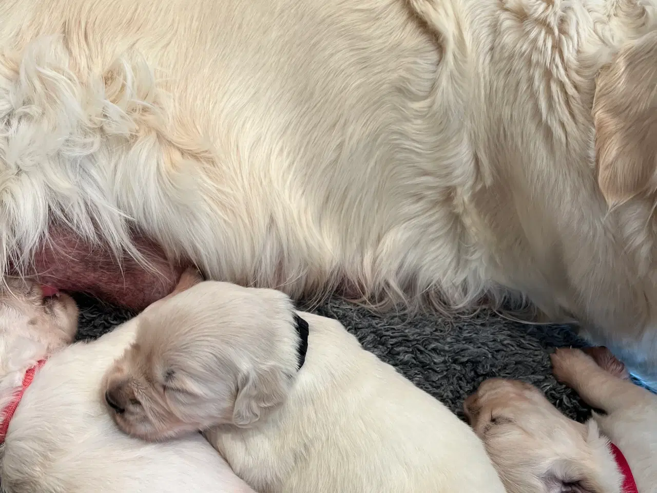Billede 2 - Golden Retriever 