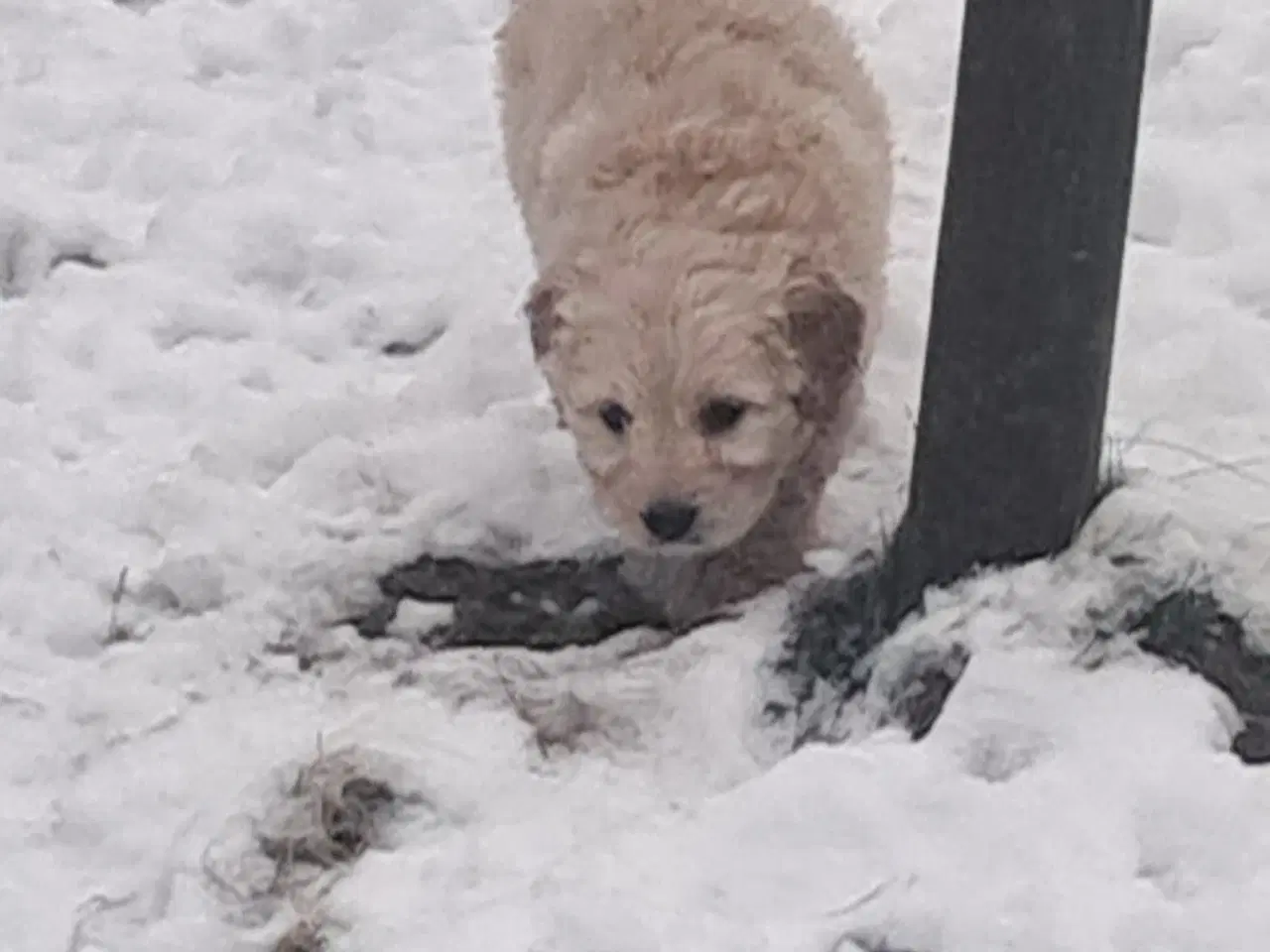 Billede 5 - De sødeste skønneste blandingshvalpe