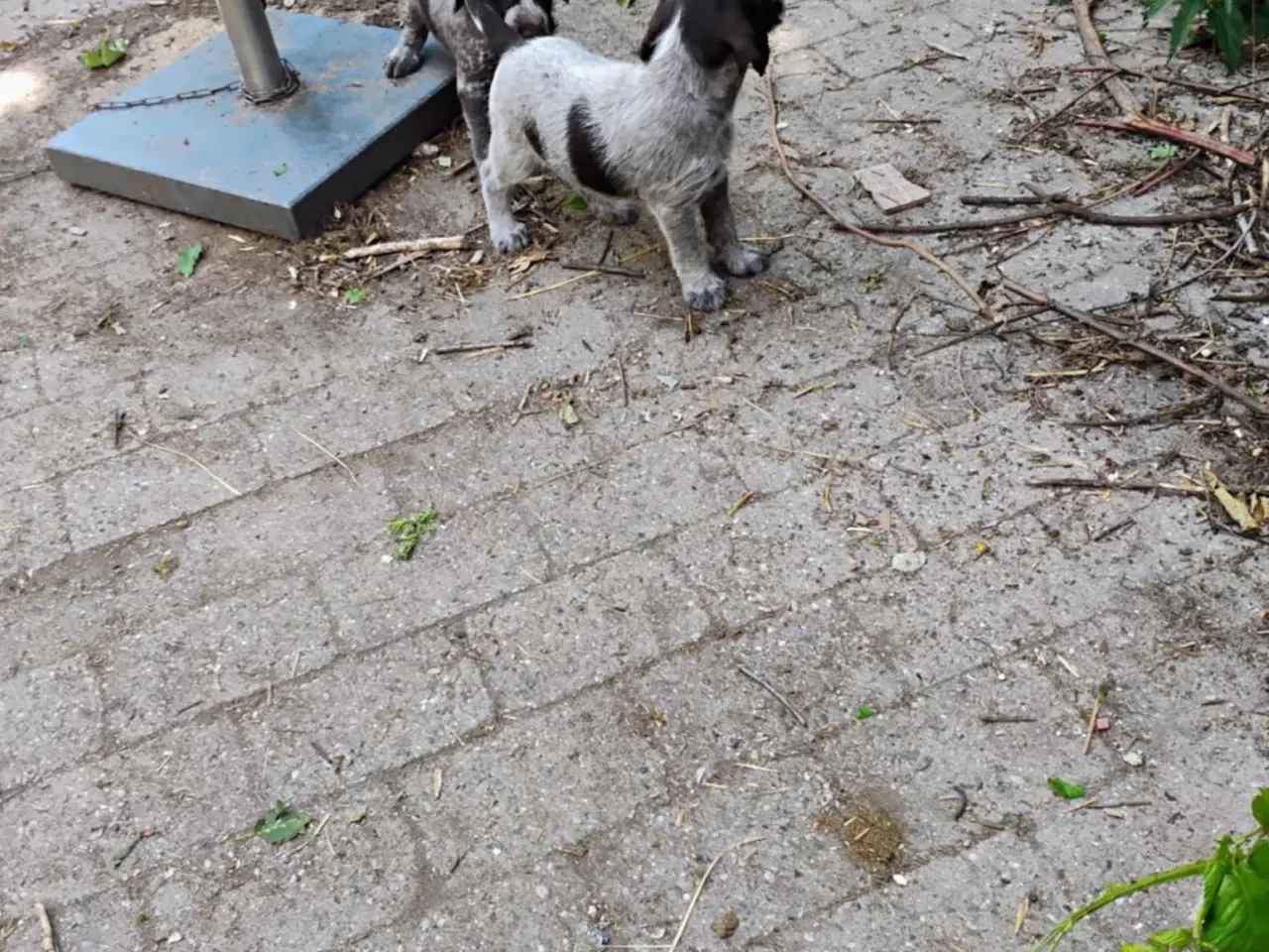Billede 1 - Tysk ruhåret hønsehund