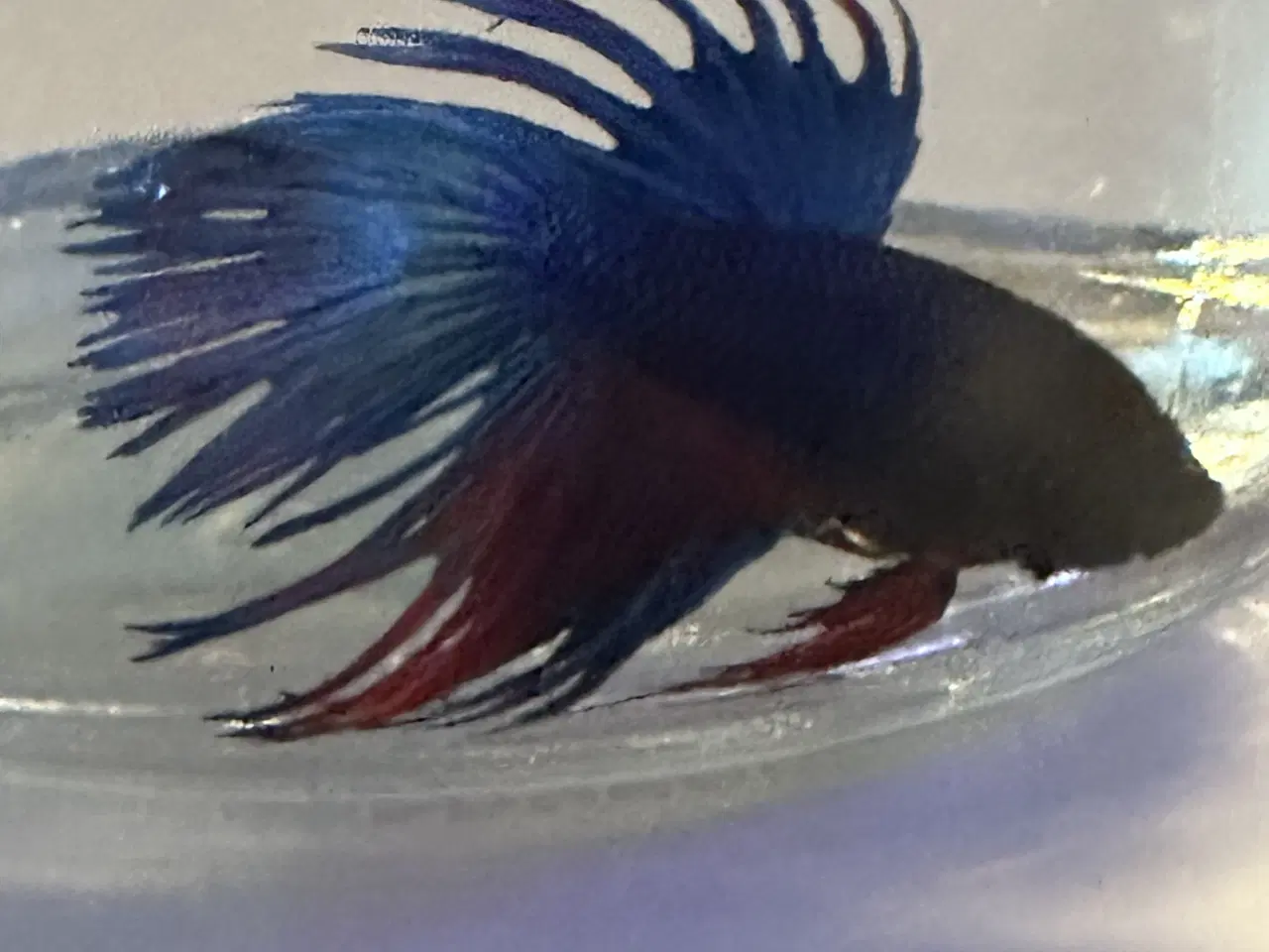 Billede 1 - Crowntail han 