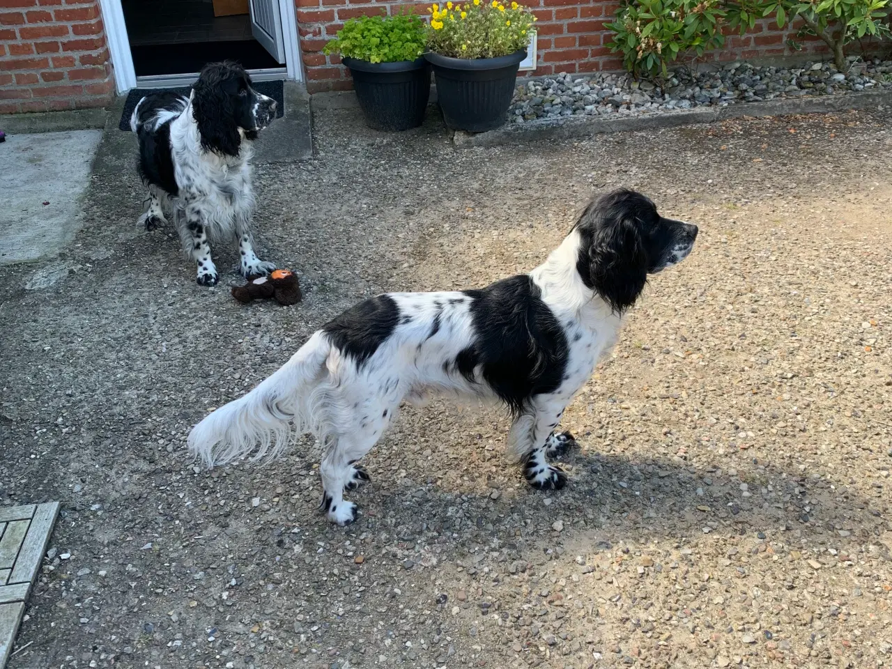 Billede 5 - Engelsk Springer og FT Spaniel 