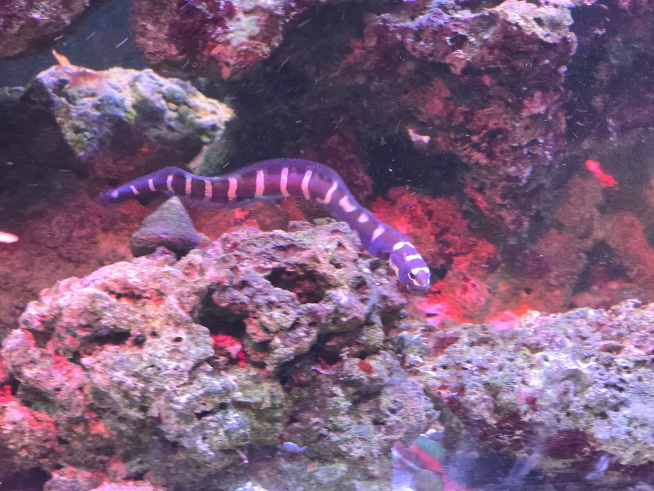 Billede 14 - 450l saltvands akvarium