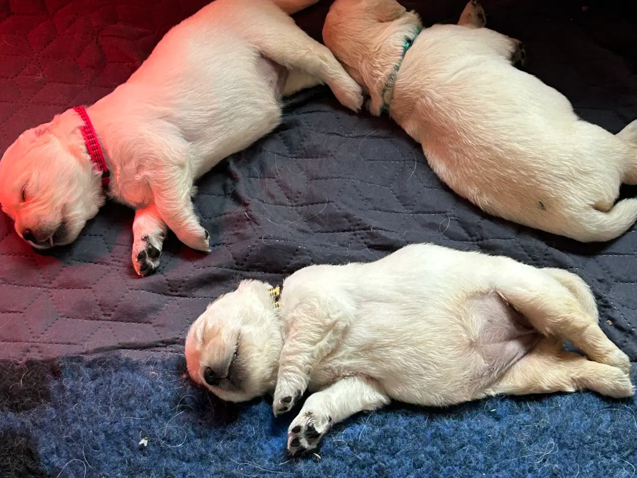 Billede 5 - Golden Retriver hvalpe