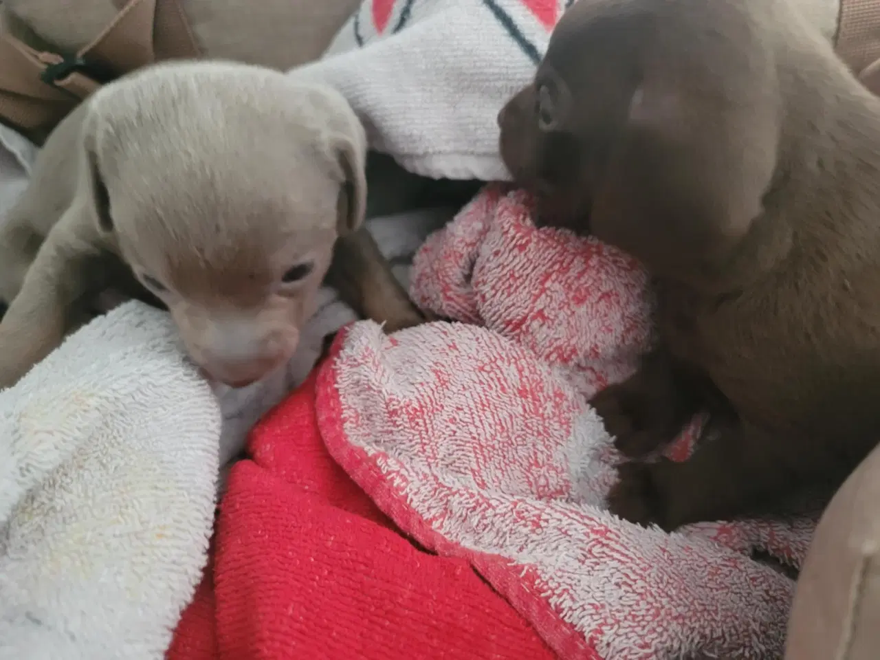 Billede 6 - Chiweenie hvalpe til salg – Chihuahua x gravehound