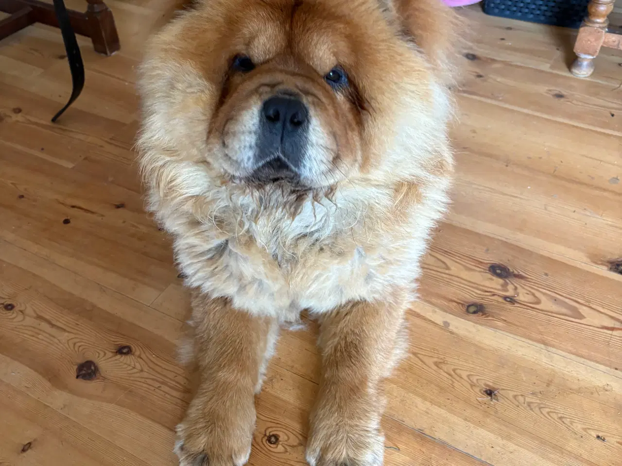 Billede 1 - Chow Chow han 