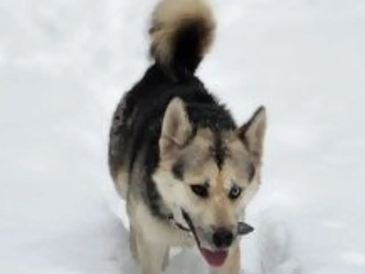 Billede 7 - Smukke Athos