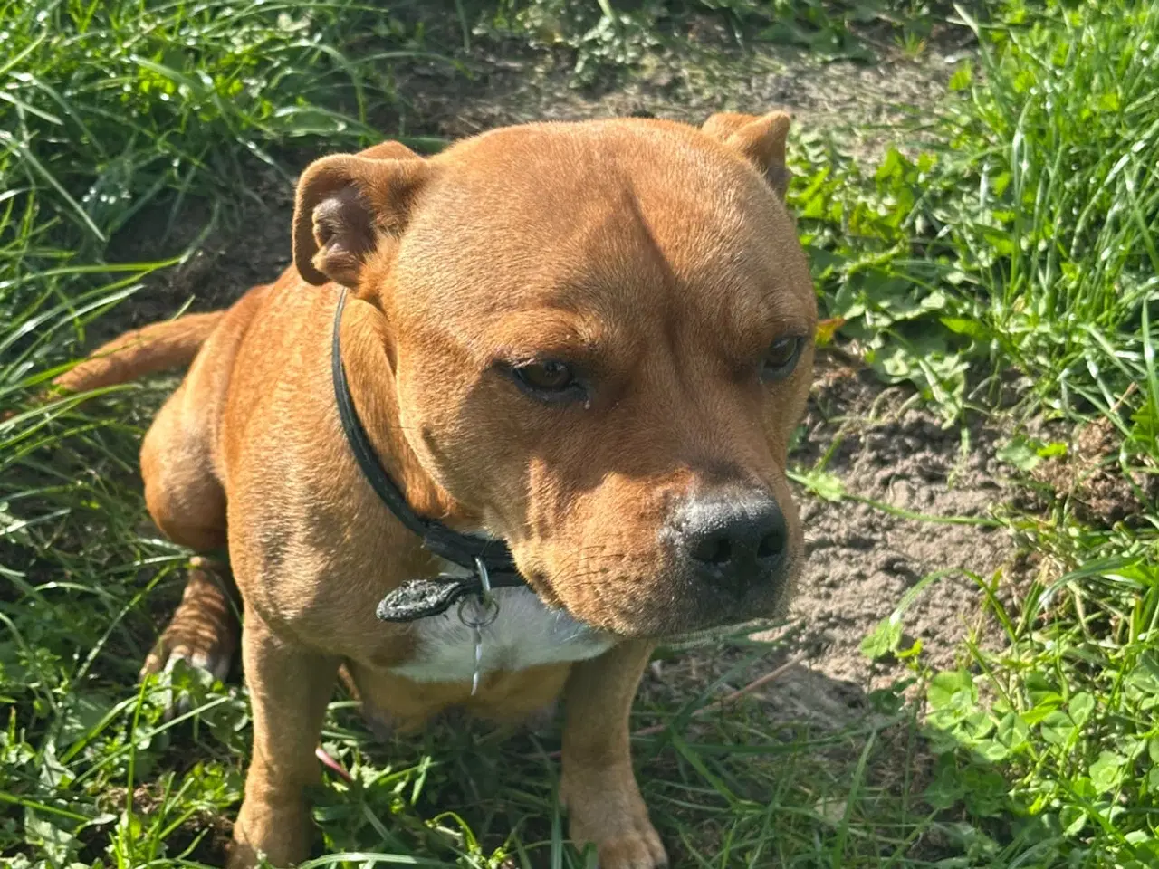 Billede 5 - Staffordshire Bull terrier tæve 