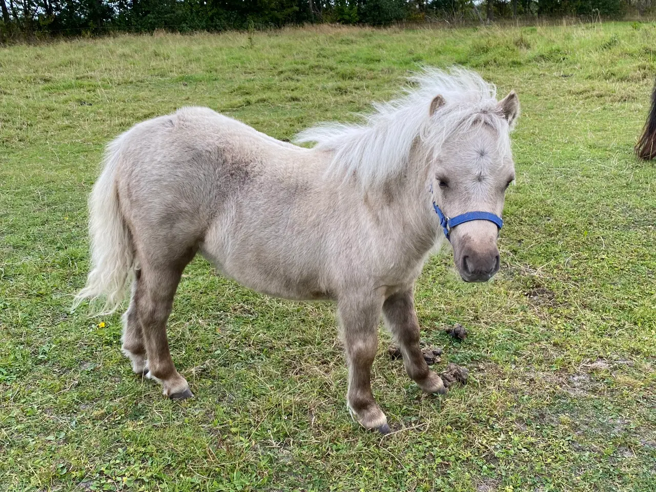 Billede 2 - Shetlænderhoppeføl palominofarvet