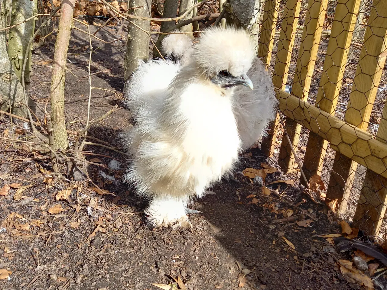 Billede 3 - 2 mellem str silkehøner