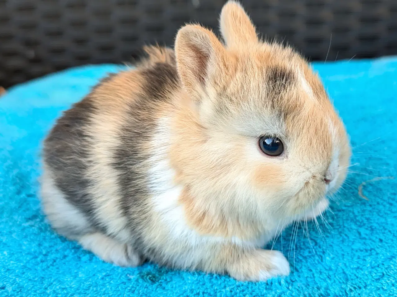 Billede 2 - Hermelin kaninunge sælges 
