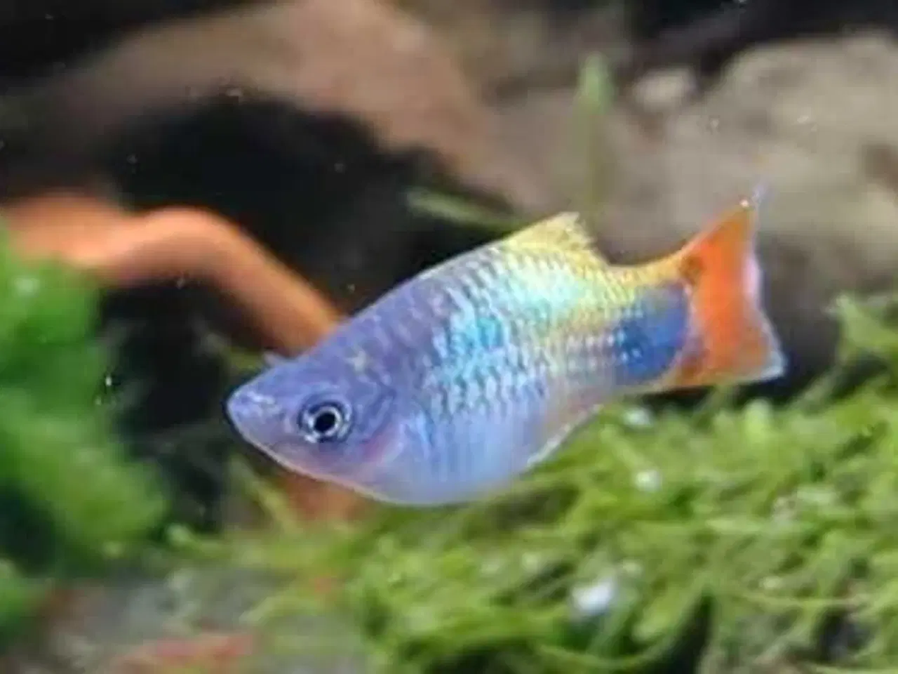 Billede 2 - Blue Butterfly Mickey Mouse Platy - farverige fisk