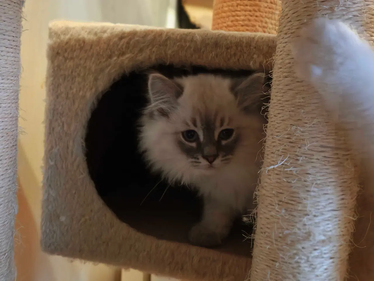 Billede 4 - Ragdoll- Skovkat mor. Far Ragdoll