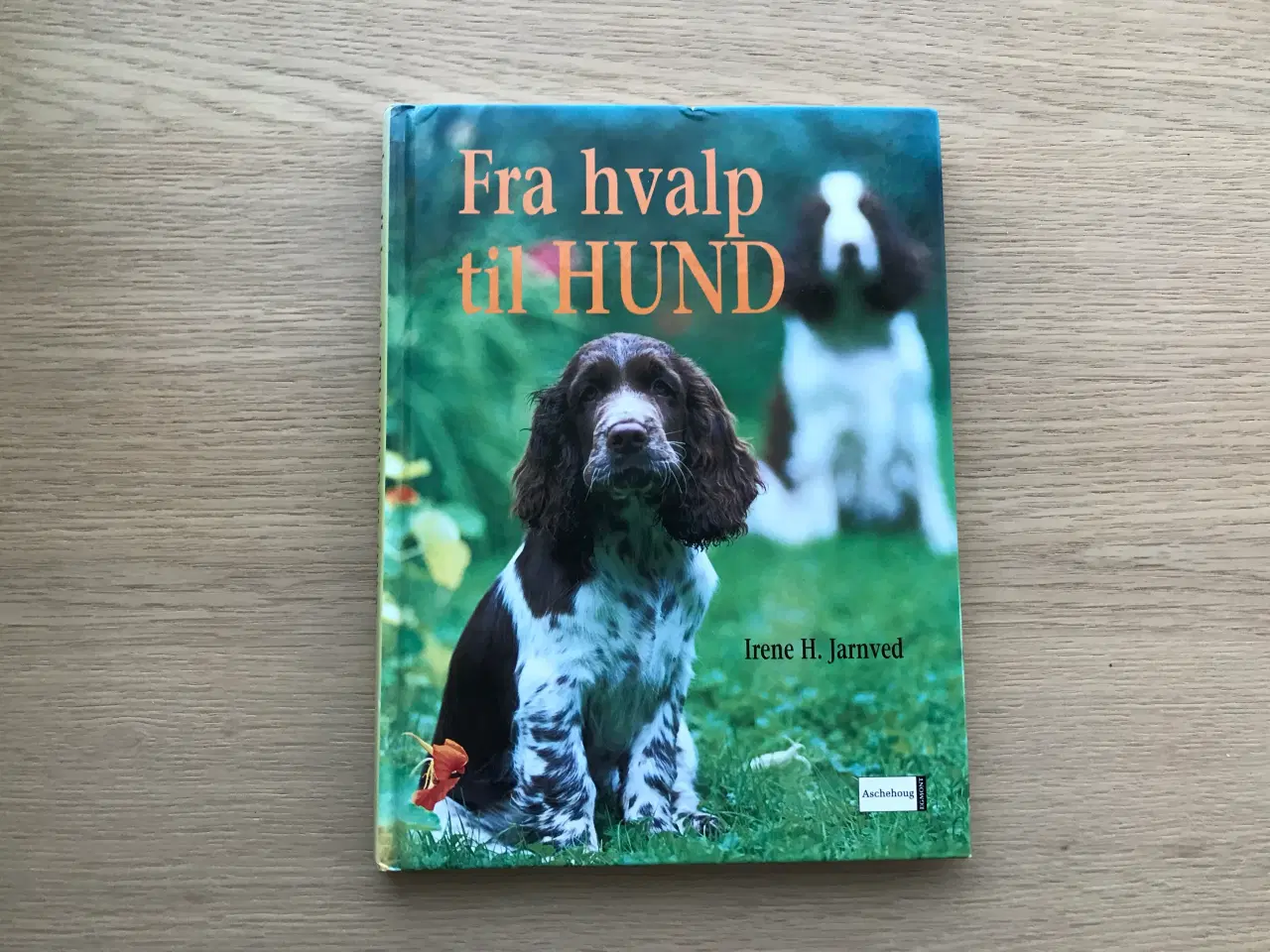 Billede 1 - Fra hvalp til Hund