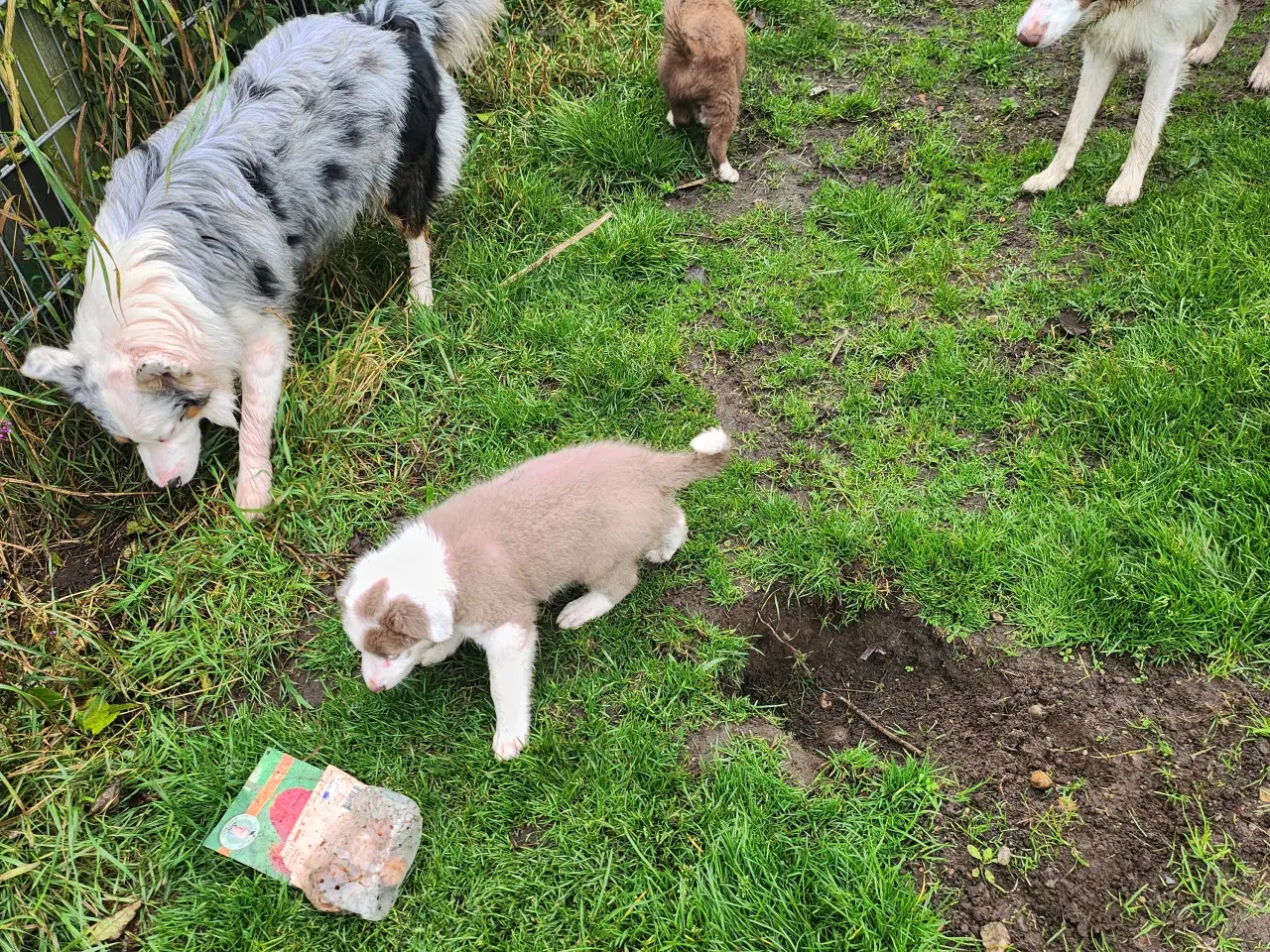 Billede 7 - Border collie/ Australien Shepherd mix