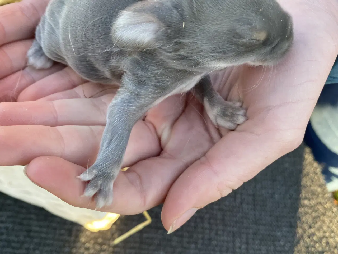 Billede 1 - FRANSK VÆDDER HUN VILDTBLÅ