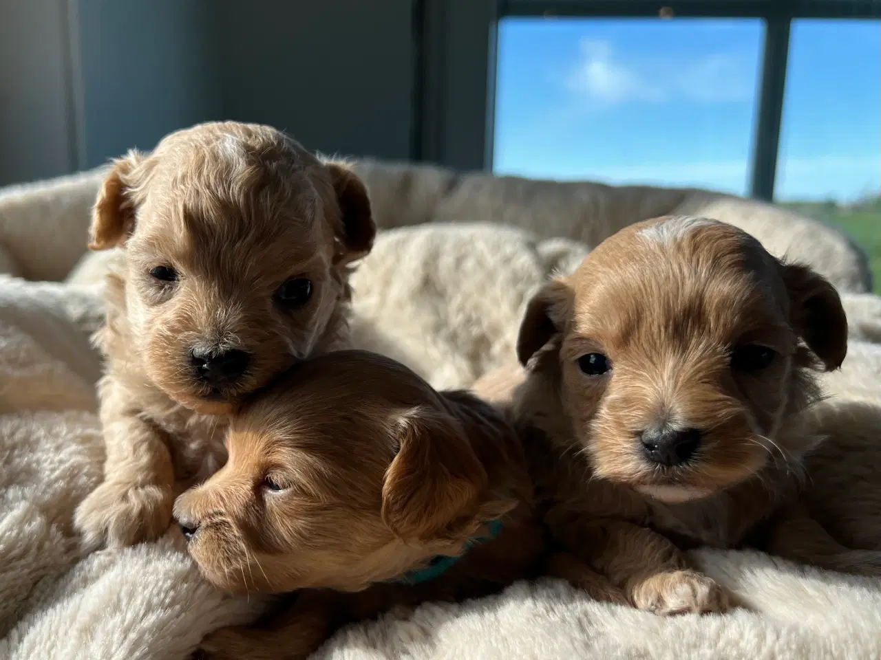 Billede 1 - Teacup Maltipoo 