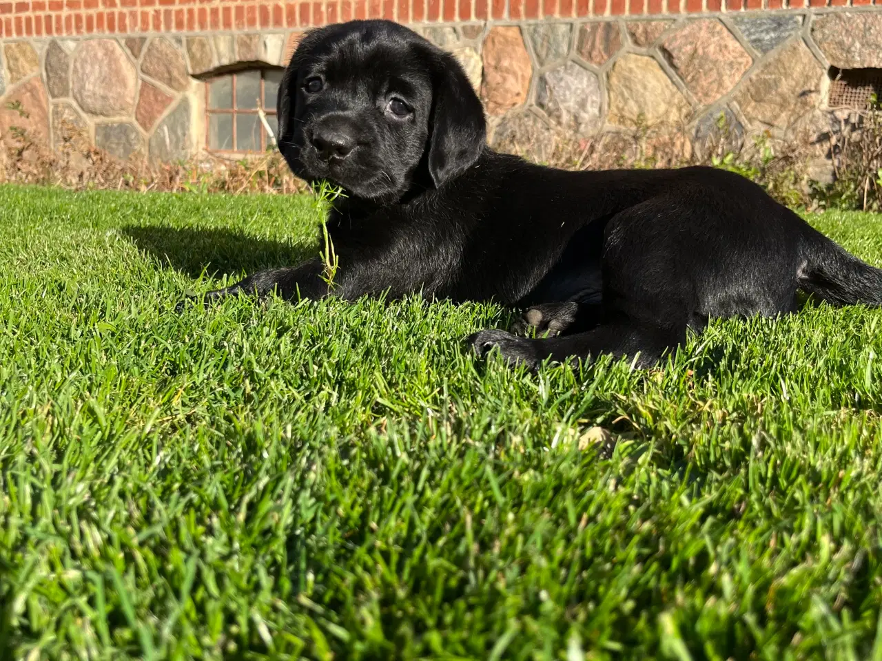Billede 4 - Labrador hanhund søger kærlig familie🖤