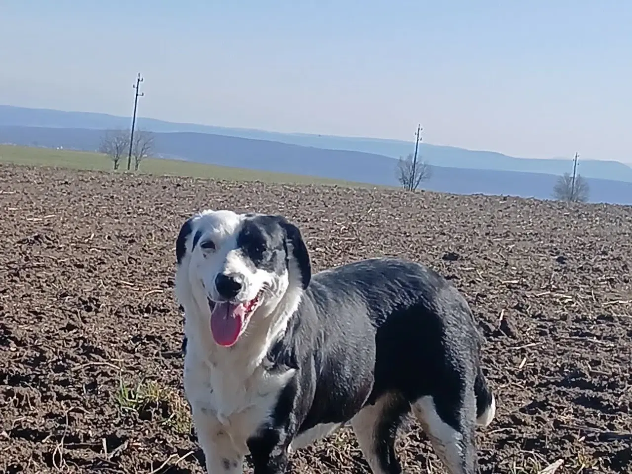 Billede 11 - Skønne Frigg søger sin egen familie