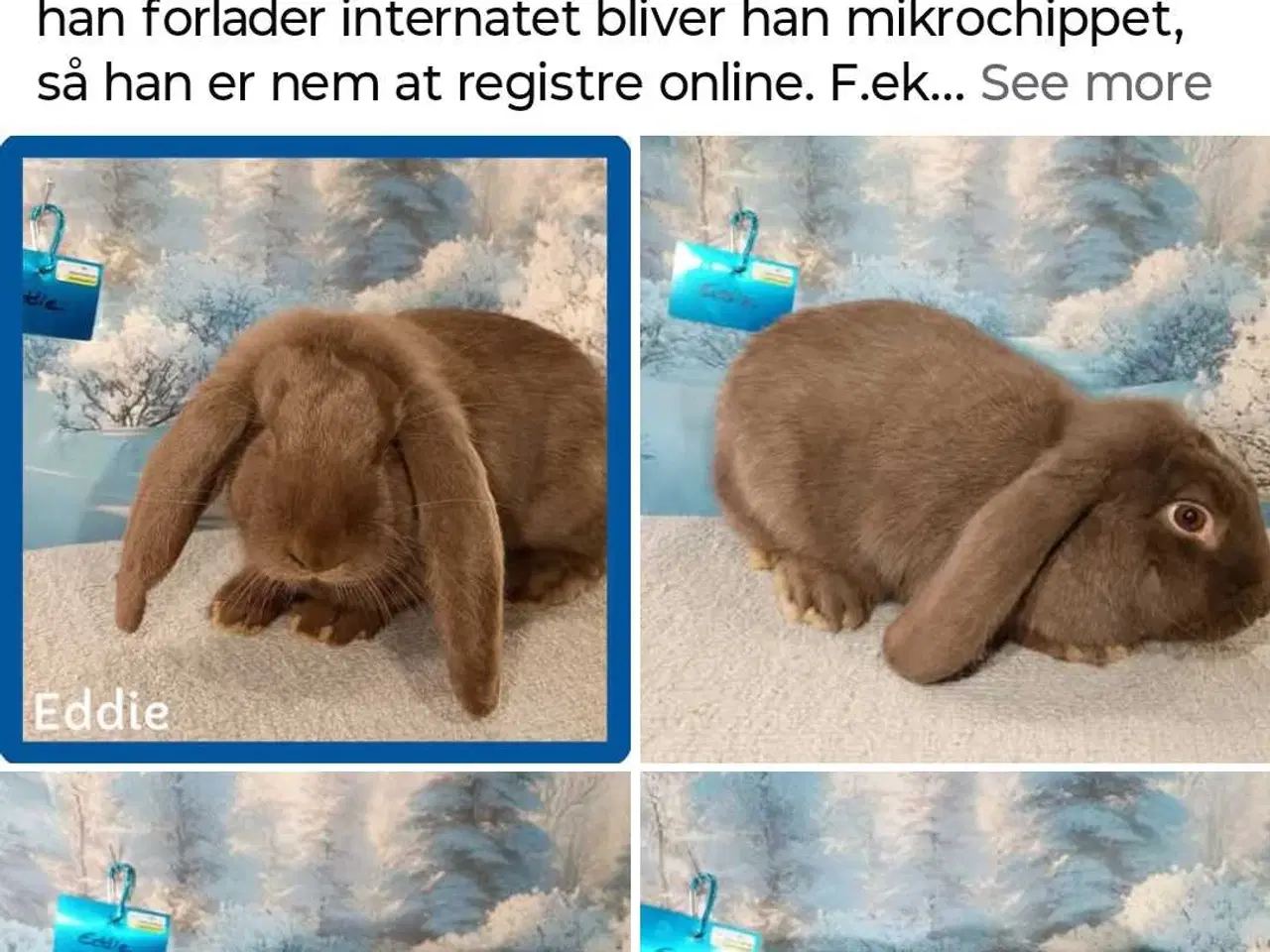 Billede 2 - Vaccineret han fransk væddere kanin dreng