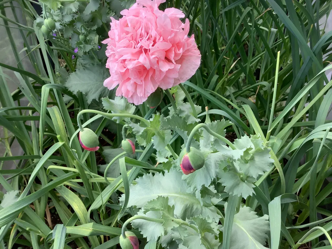 Billede 3 - Sommerblomst frø, Papaver somniferum / Pæonvalmue