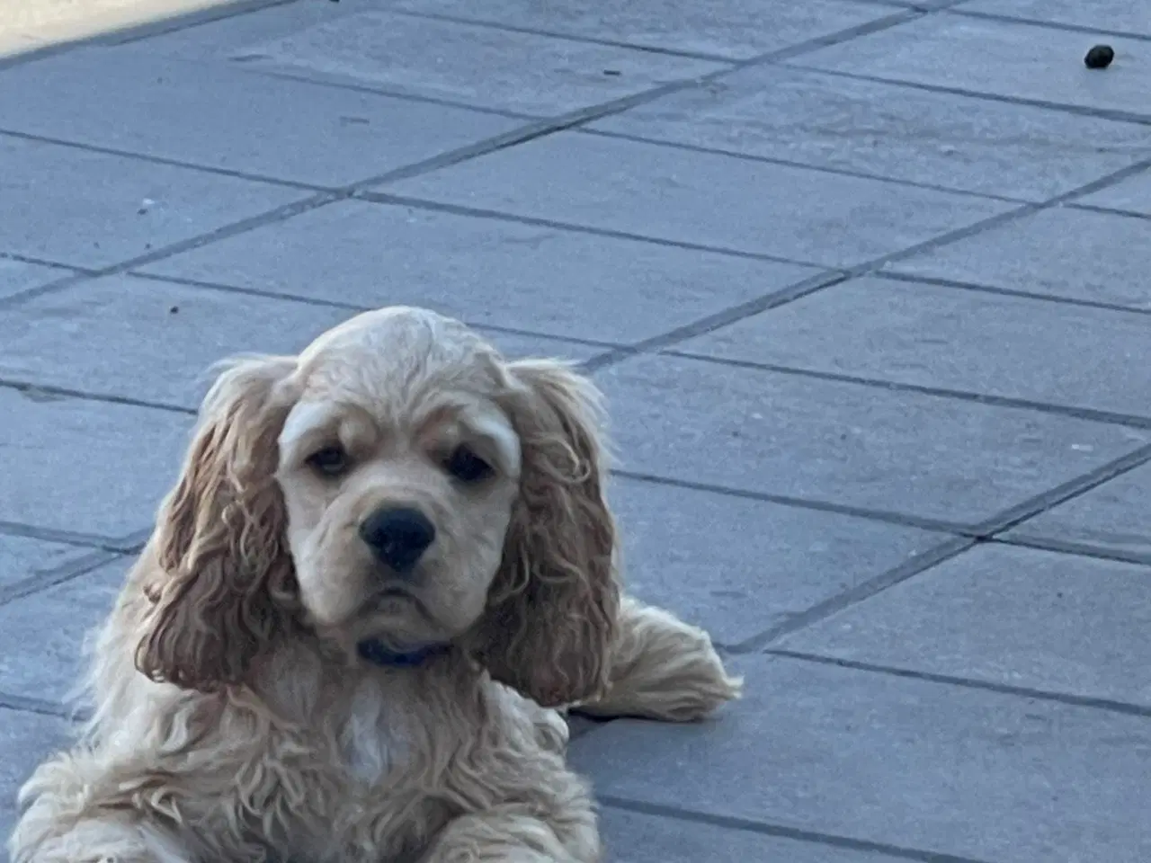Billede 14 - Rejseklar 🧳 Skønne Amerikanske Cockerspaniel 